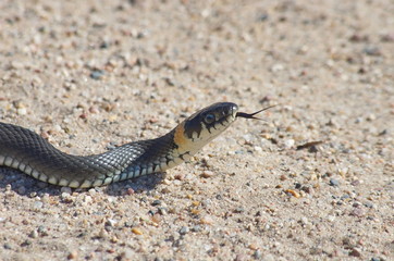 European snake on a gravel road in the woods. Natrix Natrix.