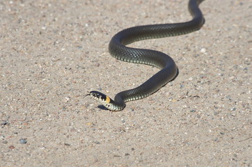 European snake on a gravel road in the woods. Natrix Natrix.