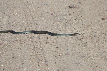 European snake on a gravel road in the woods. Natrix Natrix.