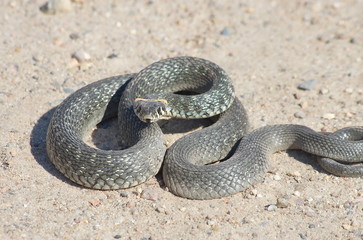 European snake on a gravel road in the woods. Natrix Natrix.