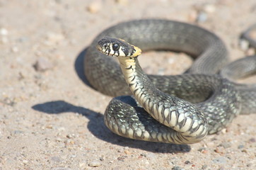 European snake on a gravel road in the woods. Natrix Natrix.
