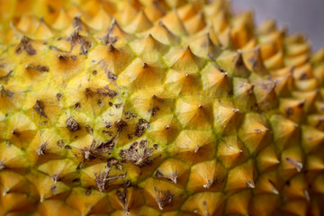 Durian riped and fresh, durian peel with yellow color on southeast Asian yard background
