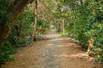 Naklejka na ściany i meble Shady walkway with natural sunlight among the lush green forest in summer. Sri Nakhon Khuean Khan Park and botanical garden, Bang Kachao. Samut Prakan, Thailand.