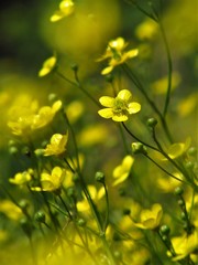 yellow flowers on background of green grass