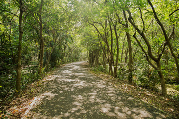 Fototapeta na wymiar Shady walkway with natural sunlight among the lush green forest in summer. Sri Nakhon Khuean Khan Park and botanical garden, Bang Kachao. Samut Prakan, Thailand.