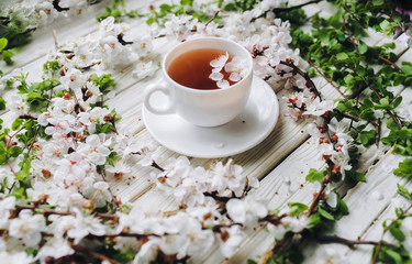 White cup of green tea and spring apricot blossom on a white wooden background. Rustic, close up.