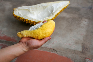 Opening yellow and fresh durian, king of fruit, with hands and a knife