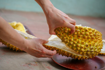 Opening yellow and fresh durian, king of fruit, with hands and a knife