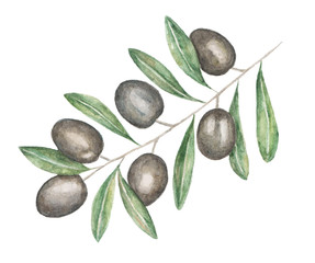Black olive branch isolated on white background