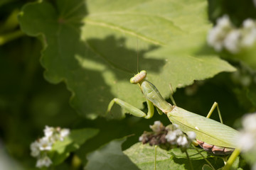 そばの花に遊びに来たカマキリ