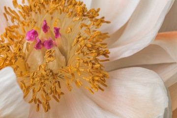White peony flower in bloom close up