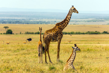 Family of giraffes