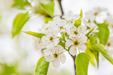 In the spring, outdoor white flowers and green leaves,pyrus pashia