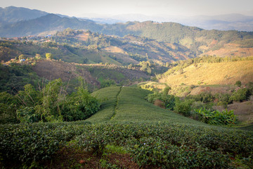 Tea plantations in Mae Salong, Chiang Rai