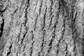 Tree bark texture close up. Natural background black and white