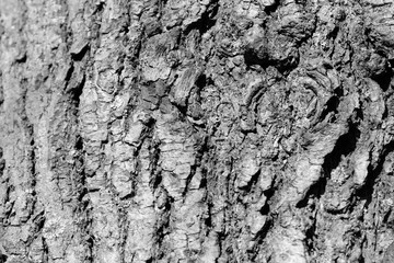 Tree bark texture close up. Natural background black and white