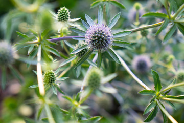 Queen Elizabeth Park Sea Holly
