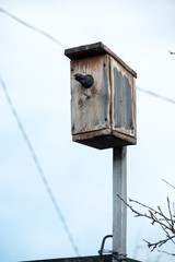 handsome Starling sat on the wires and peeking out of the birdhouse and is a sight to behold
