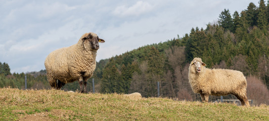Schafe auf einer Weide