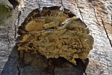 Old fungus ( Aurantiporus fissilis) on a tree trunk