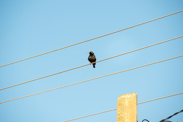 handsome Starling sat on the wires and peeking out of the birdhouse and is a sight to behold