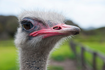 Closeup of the head of ostrich