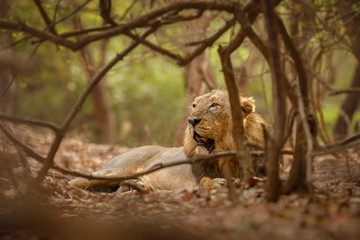 Asiatic lion in the nature habitat in Gir forest. Very rare animal species. Gir National Park in India, Gujarat. Panthera leo persica.