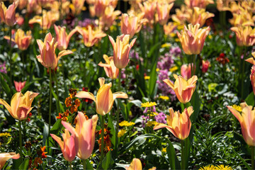 tulipes en fleur dans le jardin du Luxembourg à Paris