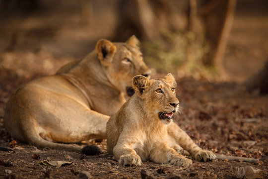 Asiatic lion in the nature habitat in Gir forest. Very rare animal species. Gir National Park in India, Gujarat. Panthera leo persica. - Powered by Adobe