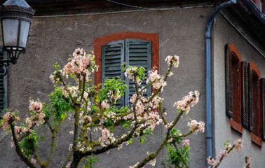 Fototapeta na wymiar Bunter Fensterladen Fesnter im Elsass, Frankreich