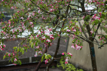 Naklejka na ściany i meble snow in spring on flowers and fruit trees nature unusually rare garden beautiful