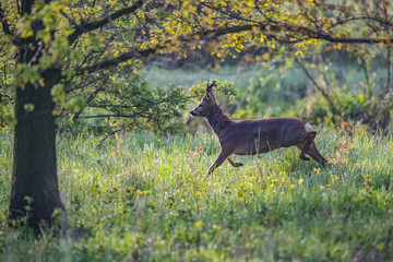 Koziołek © Konrad