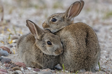 hasen © Klaus Haase 