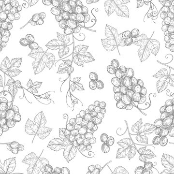 Sketch grapes seamless pattern vector texture background. Illustration of seamless pattern vintage branch of grape, fruit drawing wallpaper