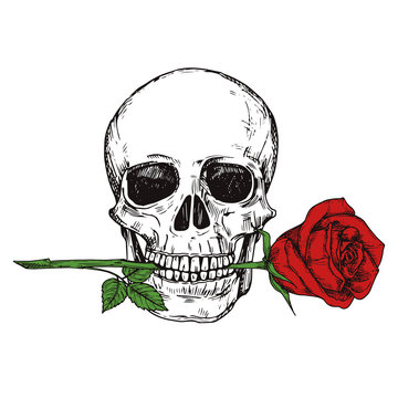 Skull Rose Tattoo Images – Browse 17,701 Stock Photos, Vectors, and Video |  Adobe Stock