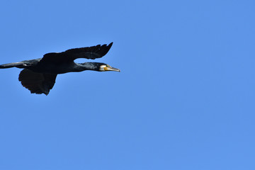 cormorant flying in the sky over pond close up 