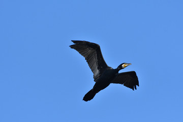 cormorant flying in the sky over pond close up 