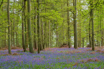 Fototapeta na wymiar Bluebell Wood, a typical woodland scene in the English countryside in Spring.