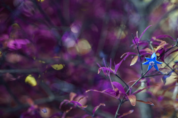 Fototapeta na wymiar Spring flower on blur leaves background . Amazing colors concept Blue purple background