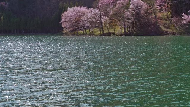 中綱湖の桜と水面が逆光でキラキラ輝く