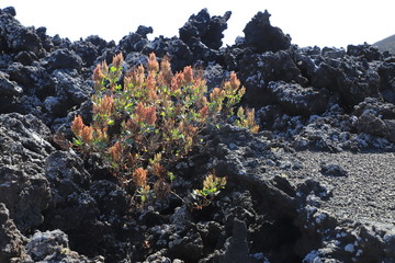 flore de Lanzarote