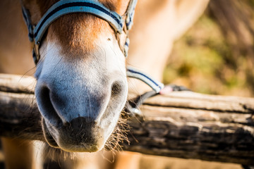 Close up sur les naseaux d'un cheval © PicsArt