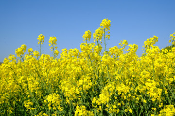 Obraz premium Gelbe Rapsblüten auf dem Fels
