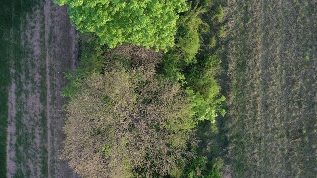 Evening aerial flight above spring field balk boundary, top down view