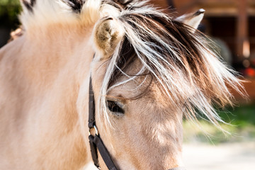 Close up sur l'oeil d'un cheval marron © PicsArt