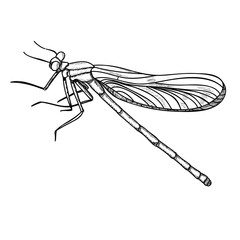 vector, isolated, insect, dragonfly sketch and lines, on white background