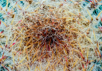 Beautiful macro shots of prickly cactus. Background and textures