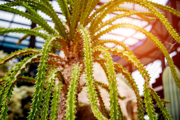 Collection beautiful prickly cacti in the greenhouse
