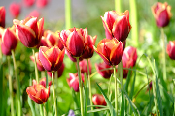 Rot-gelbe Tulpen im Stadtpark