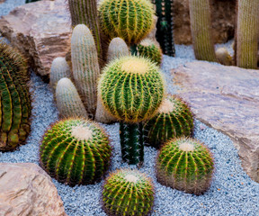 Collection beautiful prickly cacti in the greenhouse